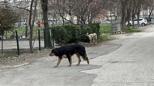 O ilimizde sokak köpeği dehşeti: Tekrar nasıl giderim, bir daha saldılarsa!